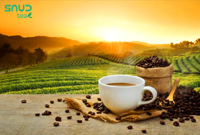 SAUD-Tea-Tea Exporter Company